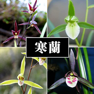 兰名贵花卉 江西小叶细叶寒兰名贵素心兰花大叶寒兰虎山素建兰四季