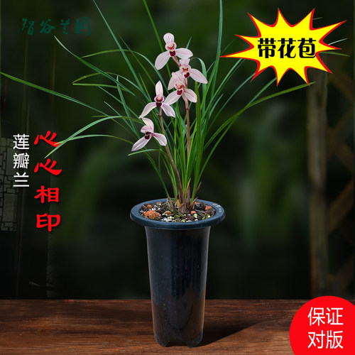 浓香兰花莲瓣兰心心相印带花苞