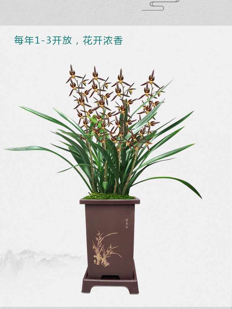 浓香中矮香水墨兰小香墨报岁兰 宽叶兰花 吸甲醛观赏花卉盆栽花卉