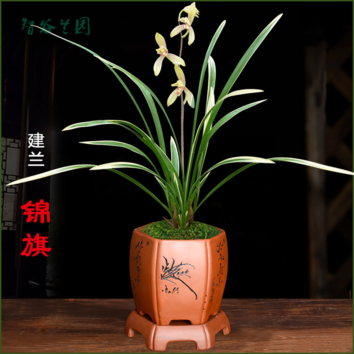 浓香金边叶艺兰花锦旗丝稿峨眉弦卧龙素建兰国色天香江西兰草花卉