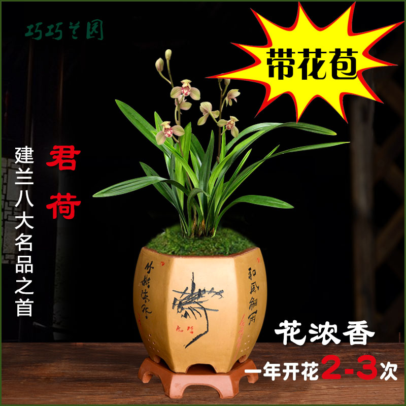 建兰八大名品君荷名贵兰花