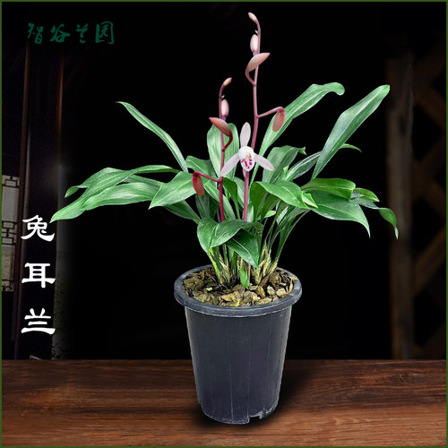 兔耳兰/香水石斛已训化苗形漂亮