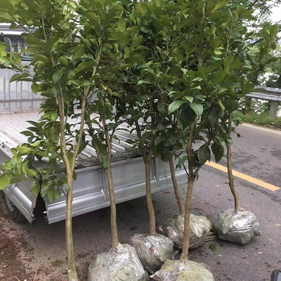 江西正宗广丰马家柚树苗柚子红心柚大南原种嫁接果苗基地直发