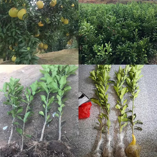 正宗马家柚树苗柚子树红心柚苗大南原种嫁接果苗广丰基地直销包邮