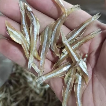 原味微咸无头白凡鱼咸鱼干广西北海特产海鲜干货渔民自晒