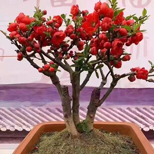 四季海棠 绿宝石 彩玉 垂丝海棠直播链接【一物一拍】品种备注