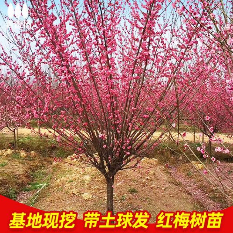 庭院地栽原生高杆骨里红梅树苗  冬季开花 浓香耐寒树苗