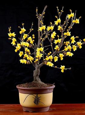 【素心腊梅】腊梅盆栽地栽老桩浓香型耐寒植物冬天开花庭院花卉