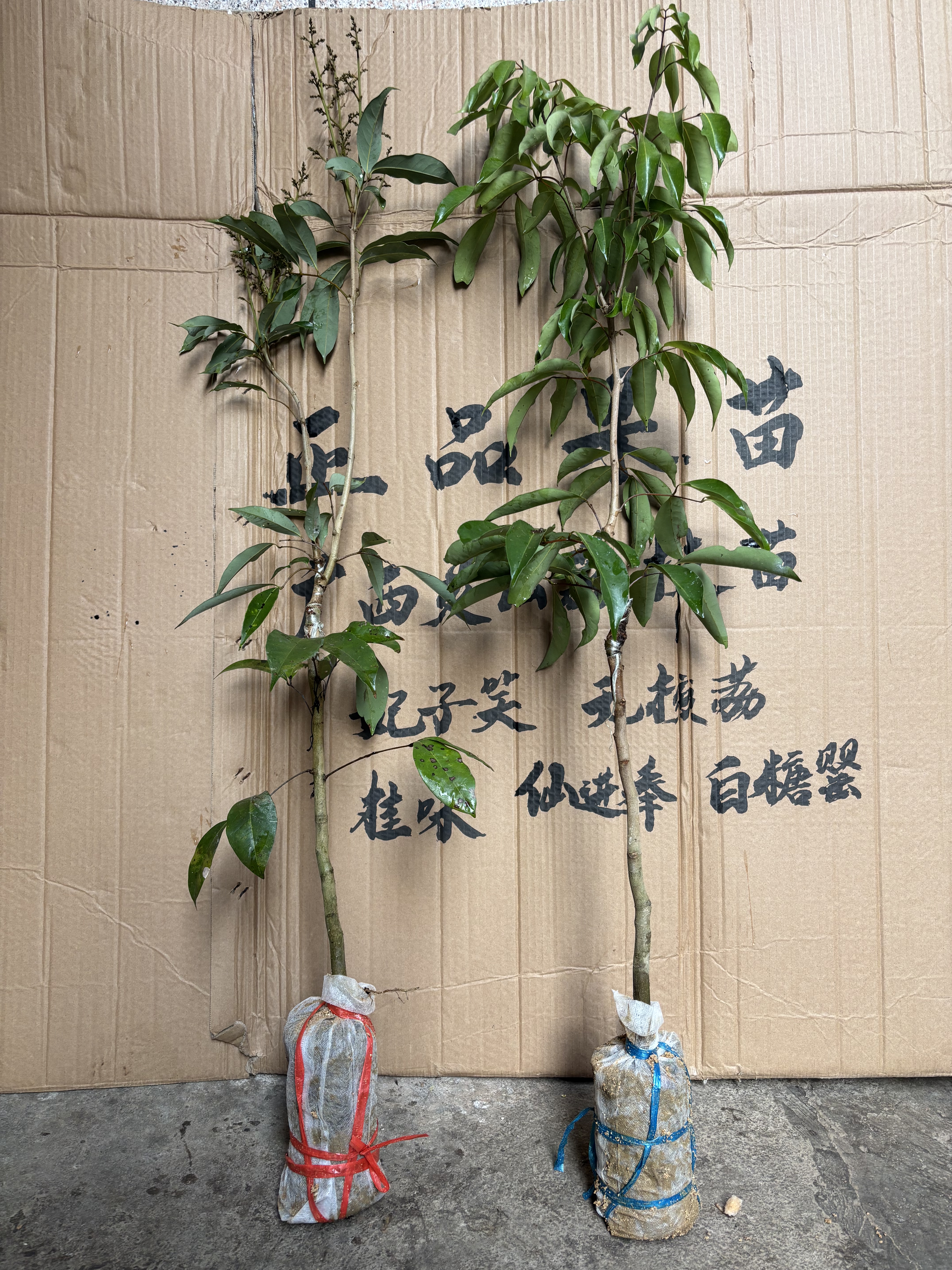 正宗广西荔枝嫁接苗广西果树苗仙进奉桂味无核荔妃子笑白糖罂荔枝