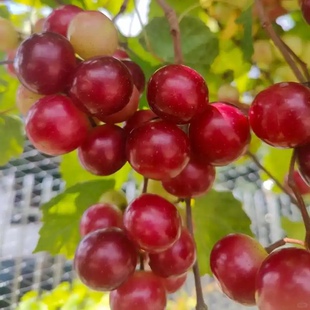 广西树苗圆叶葡萄红宝石保尔克格威尔葡萄南北种植懒人葡萄高压苗