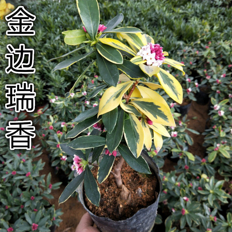 室内客厅盆栽花卉金边瑞香花苗带