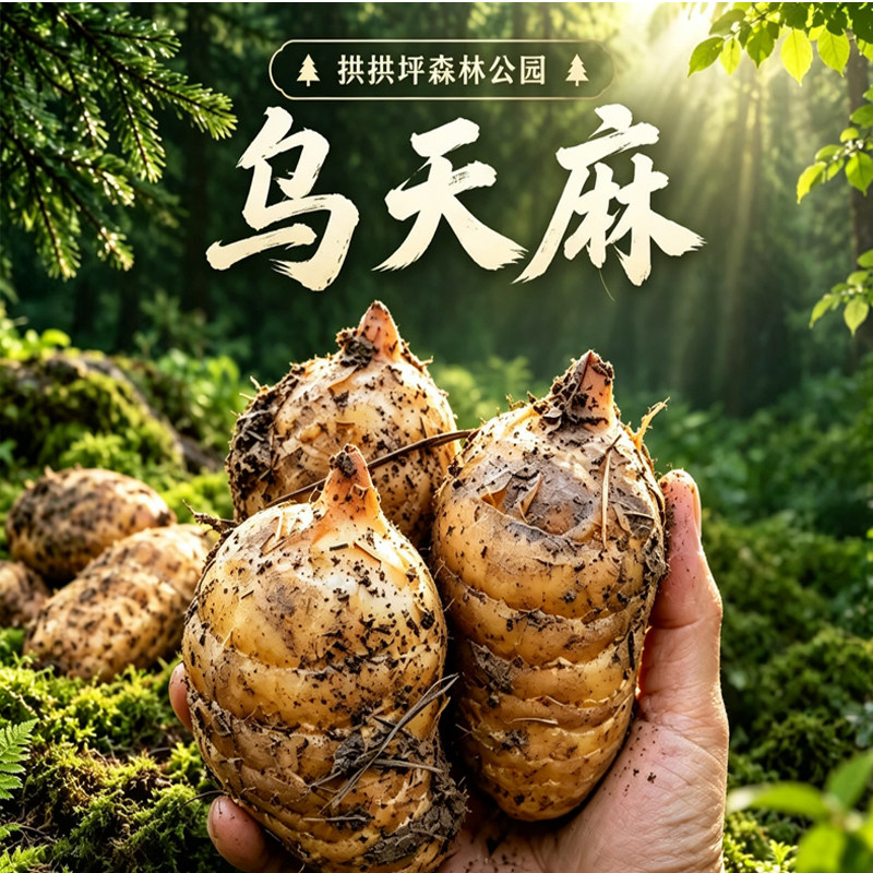 天麻拱拢坪森林公园鲜天麻