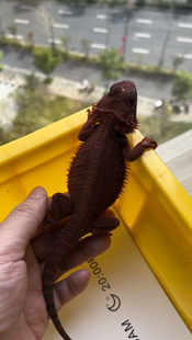 爬宠红系鬃狮蜥蜴宠物 黑红果冻隐白甲公 小亚 异宠萌宠