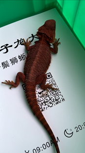 蜥蜴黑红系超白隐白幼体大小公母鬃狮蜥蜴蜥蜴宠物