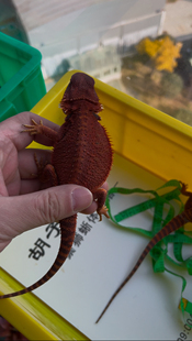 新手入门爬宠鬃狮蜥蜴血红深红黑红系幼体大小公母都有包活