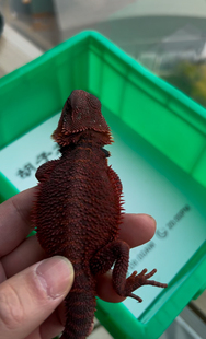 新手入门爬宠鬃狮蜥蜴血红深红黑红系幼体大小公母都有包活