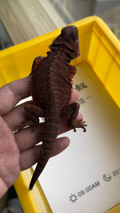 爬宠红系鬃狮蜥蜴宠物 果冻隐白甲母 小亚 异宠萌宠