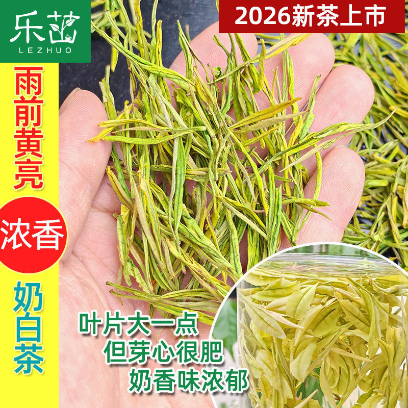奶白茶 奶香【雨前中档-乐茁茶叶】2026年新茶安吉极白高山皇金芽图片