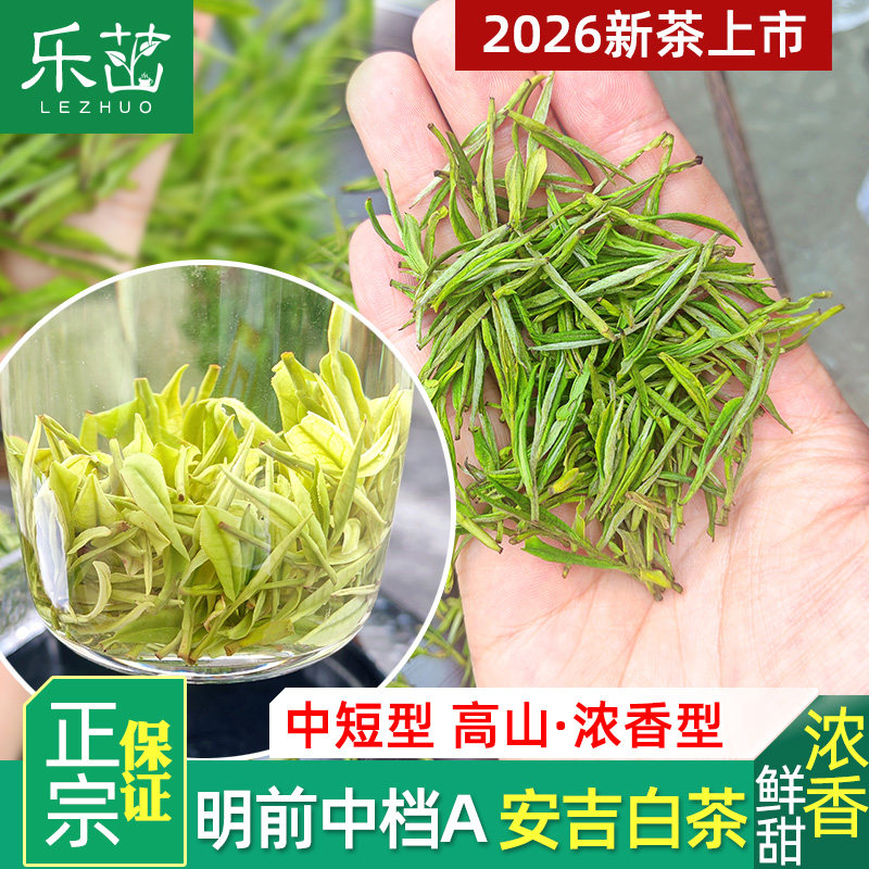安吉白茶 浓香鲜【明前中高A-乐茁绿茶】2026年新茶珍稀正宗高山