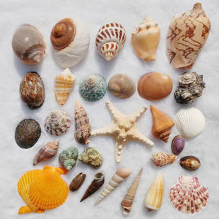 天然大海螺贝壳海星小海螺鱼缸造景寄居蟹换壳漂流瓶材料家居装 饰