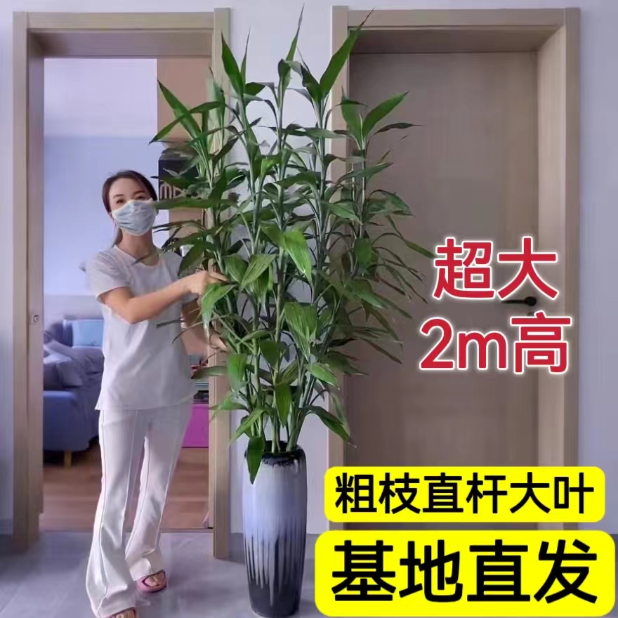 富贵竹带根大叶粗竹室内盆栽好养