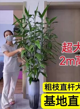 富贵竹带根大叶粗竹室内盆栽好养