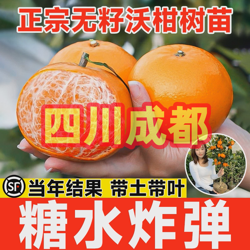 四川高产沃柑树苗正宗091橘子无核无籽柑橘树苗南方种橘子果树苗