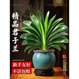 君子兰国宝级精品高端君子兰盆栽兰花客厅卧室办公室绿植四季好养