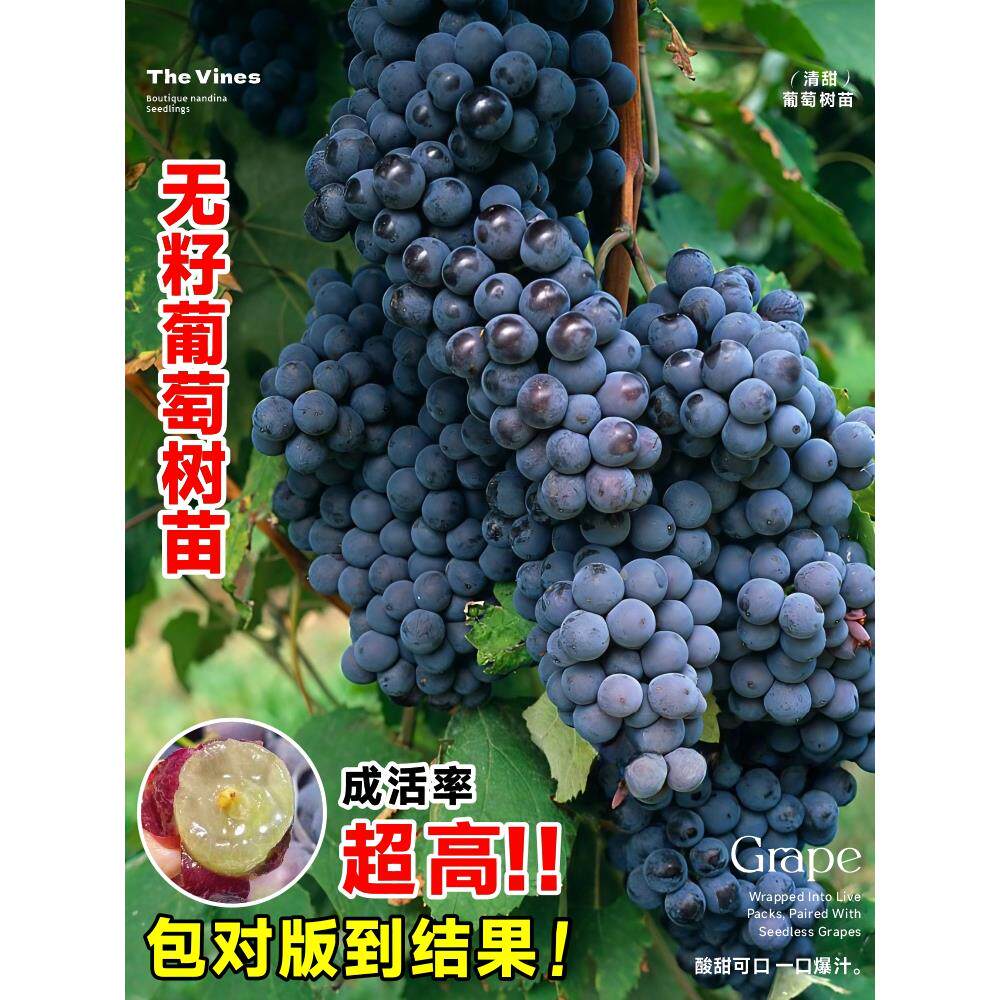 四季种植巨峰葡萄树苗盆栽地栽南葡萄盆栽