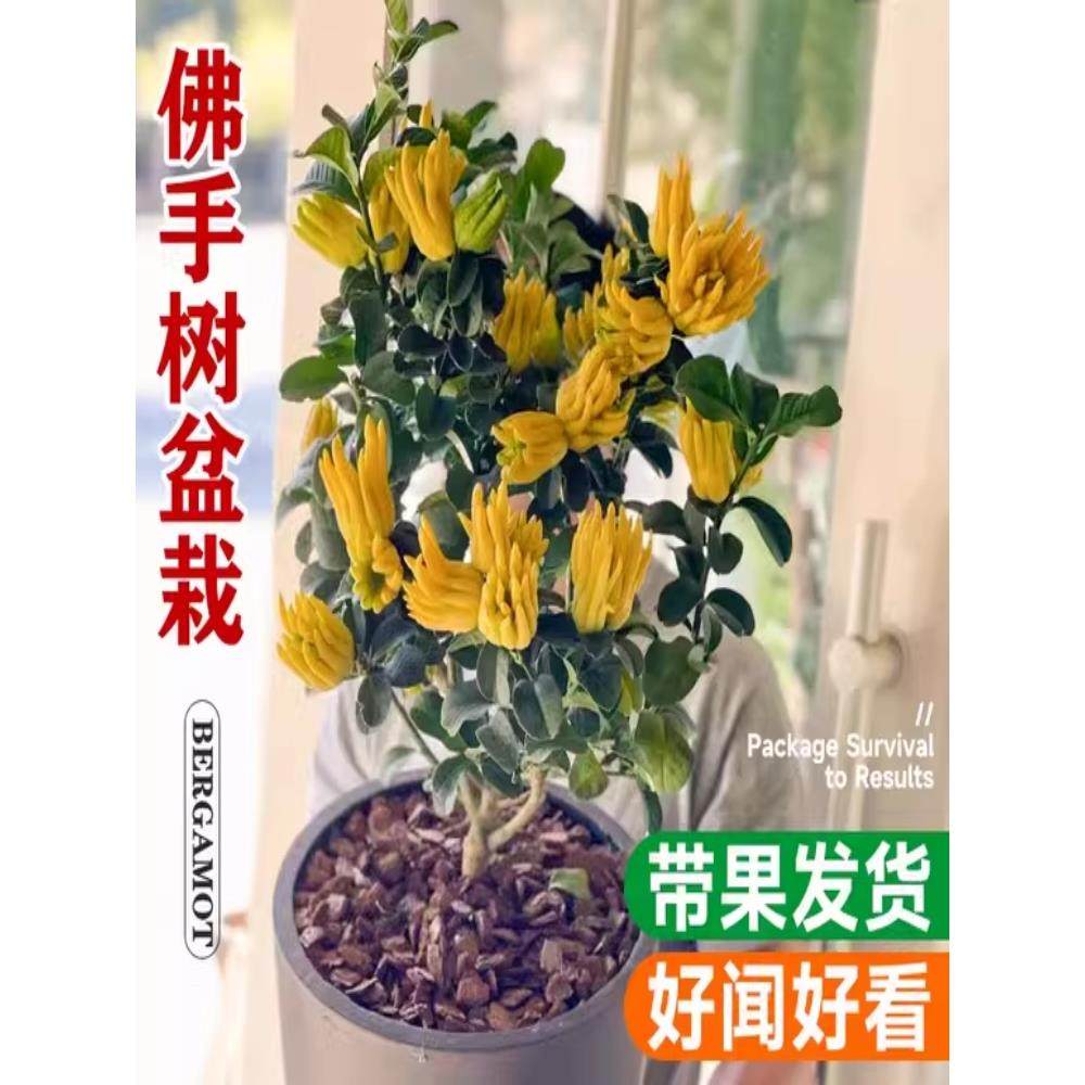 千指佛手苗盆栽地栽带果金佛手柑柠檬苗南北方种植特大果香橼树苗图片