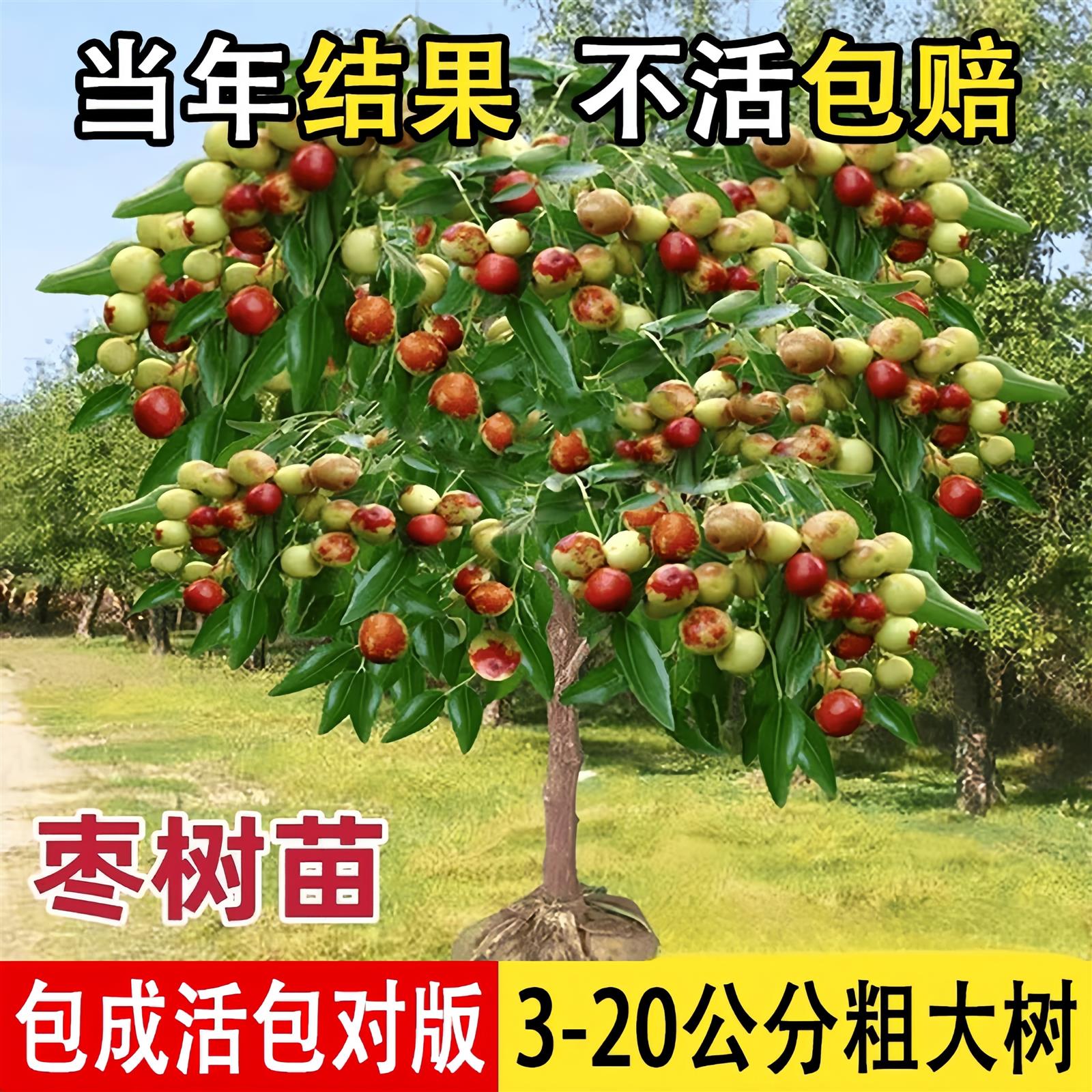枣树活苗嫁接特大超甜冰糖冬枣蟠枣南北方庭院盆地栽带土种植果树图片