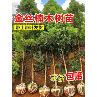 正宗四川金丝楠木树苗盆栽南北方种植小叶桢楠大树庭院名贵风景树