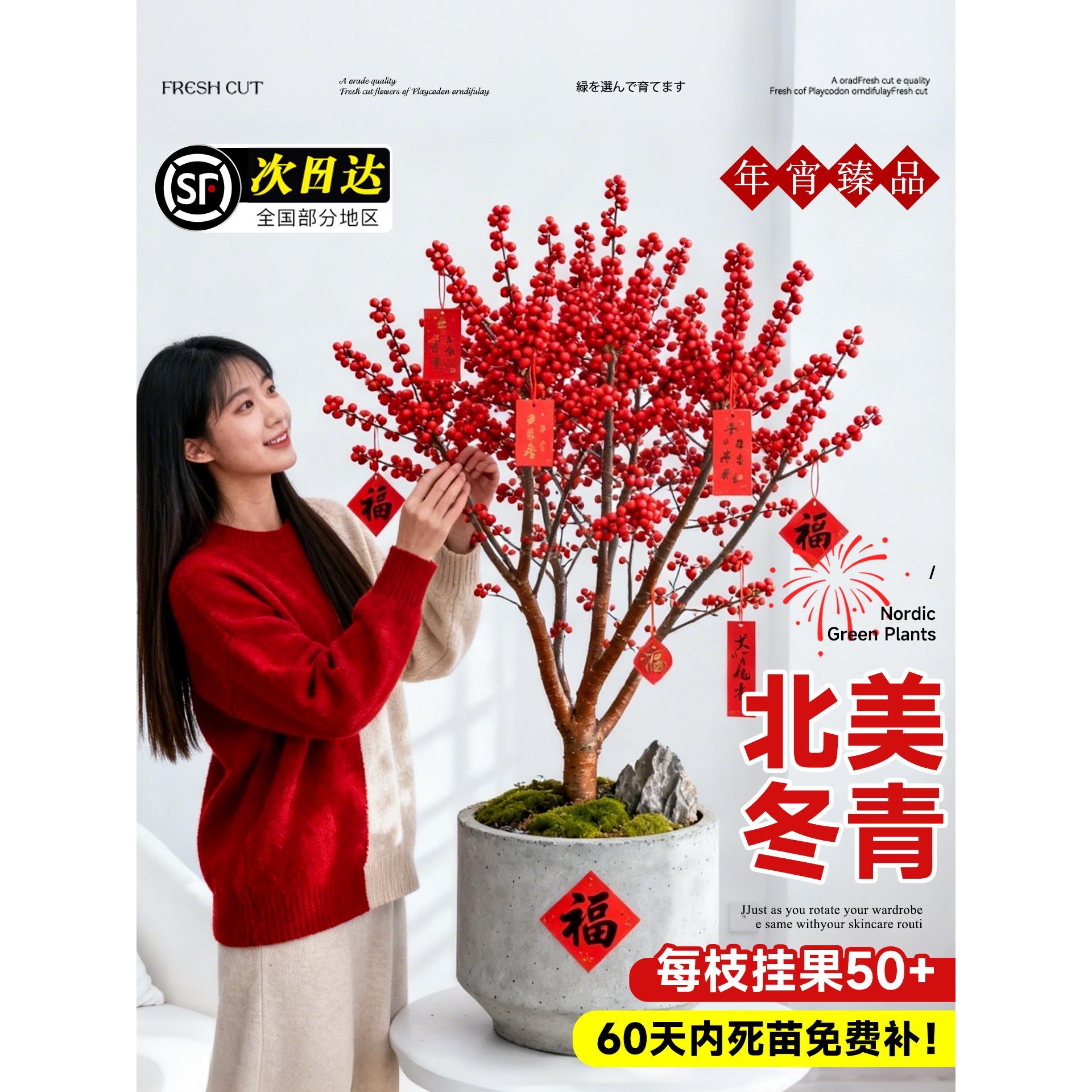 北美冬青带红果真花盆栽树