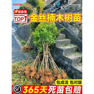 金丝楠木树苗正宗十大名贵耐寒树苗南方北方庭院种植盆栽四季常青