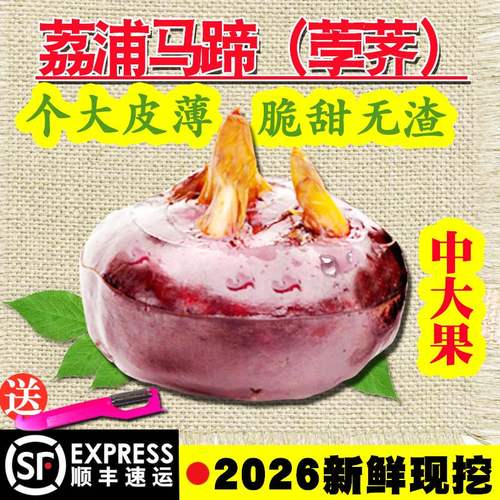 2026年新鲜荔浦马蹄送削皮刀