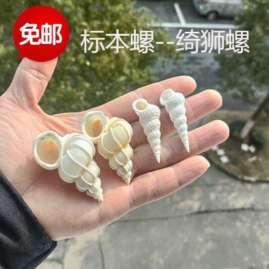 包邮天然海螺贝壳绮狮螺纱布绮蛳螺标本螺收藏鱼缸工艺品海洋道具