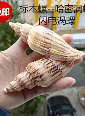 天然海螺贝壳标本螺哈密闪电涡螺鱼缸水族造景装饰家居收藏摆件