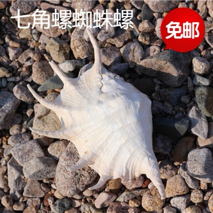 包邮天然海螺贝壳七角螺地台鱼缸水族装饰家居礼品摄影道具摆件