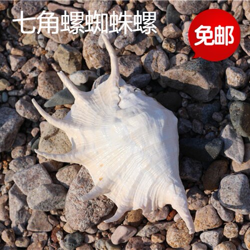 包邮天然海螺贝壳七角螺地台鱼缸水族装饰家居礼品摄影道具摆件