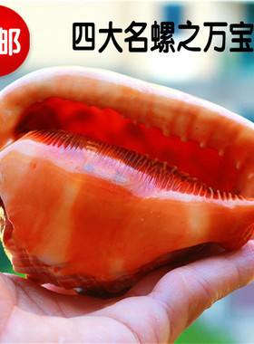 包邮天然海螺贝壳万宝螺