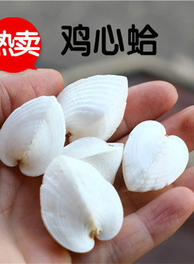 热卖天然海螺贝壳鸡心蛤螺 心形贝壳 家居地台装饰送女友礼品海星