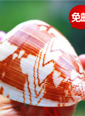 包邮天然海螺贝壳儿童玩具纪念品 山水螺风景螺口哨 吹号号角螺号
