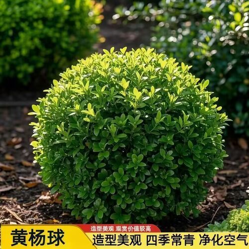 小叶黄杨球瓜子黄杨苗四季常青冬青苗北海道黄杨庭院篱笆绿树苗