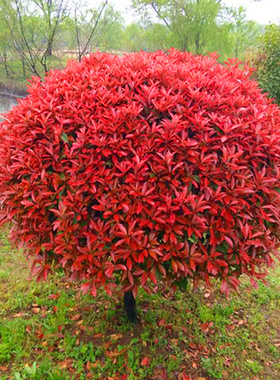 红叶石楠树苗四季常青庭院别墅绿化苗木盆栽红罗宾篱笆苗景观包邮