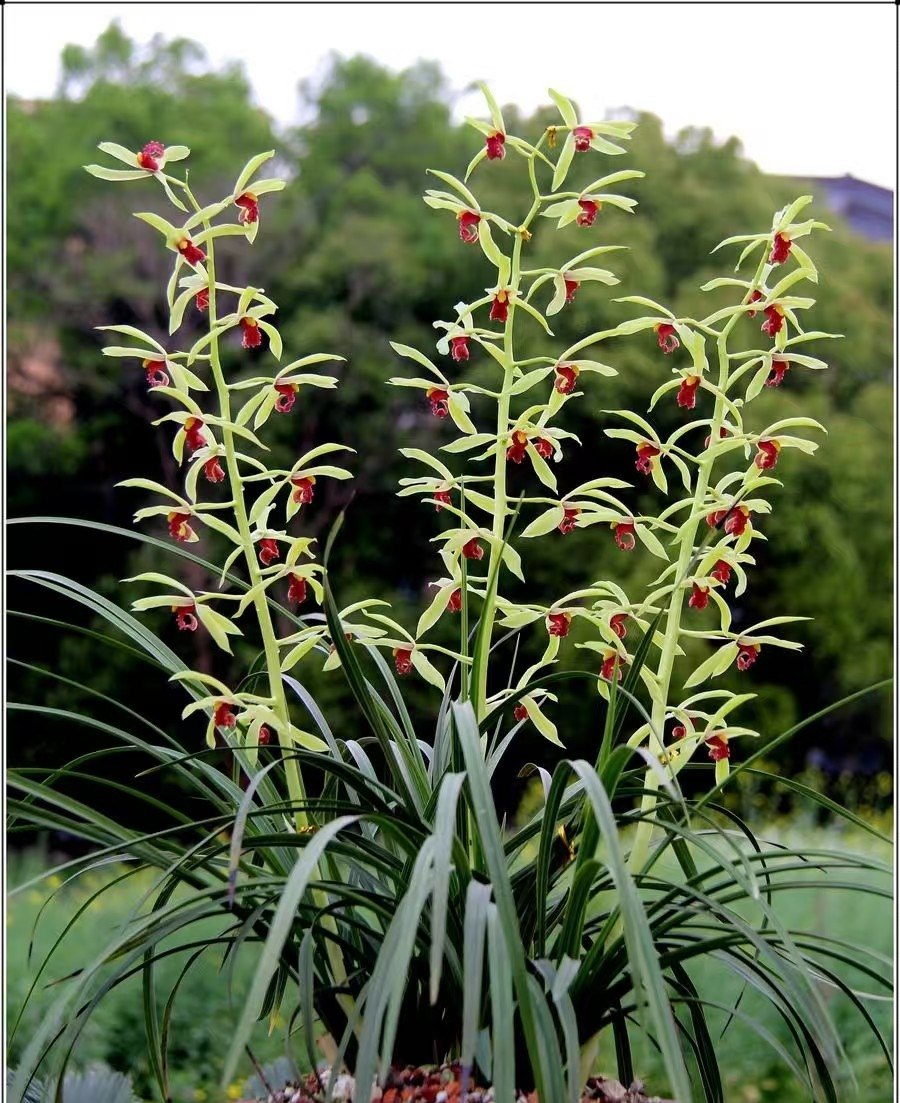 当年开花浓香型兰花稀有蕙兰夕颜四季好养室内阳台客厅庭院绿植