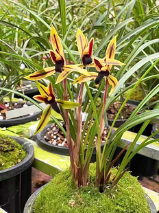 当年开花浓香型兰花春兰包公魂四季好养室内阳台客厅庭院绿植盆栽