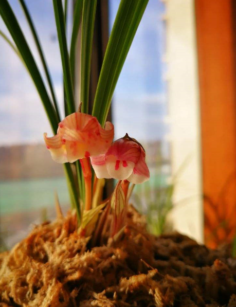 包邮云南名品兰花苗 春兰【凤冠】浓香室内绿植花卉盆景园艺