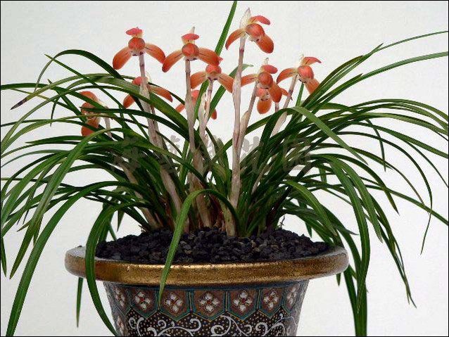 新品兰花草 春兰 女雏 色花荷瓣 包邮阳台植物