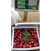 山东大樱桃新鲜现摘先发3斤 包邮 脆甜车厘子八仙红孕妇水果整箱