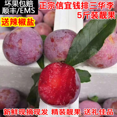 现摘钱排银妃三华李信宜钱排李子